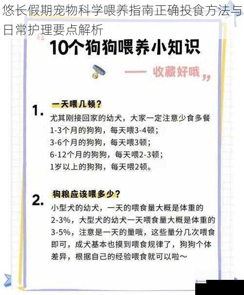 悠长假期宠物科学喂养指南正确投食方法与日常护理要点解析