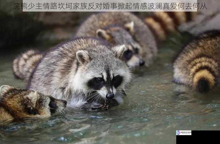 浣熊少主情路坎坷家族反对婚事掀起情感波澜真爱何去何从